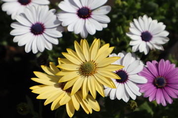 Obraz premium Flores de colores