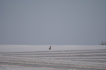 春は目と鼻の先