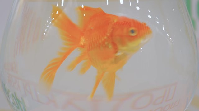 Goldfish swimming around in bowl aquarium - close up view. Friendship, pet and care concept