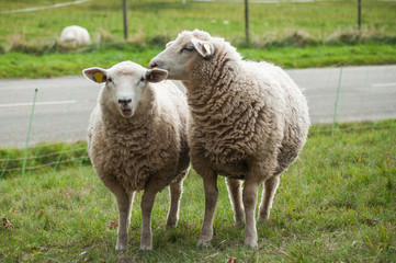 Naklejka na ściany i meble Portrait of sheeps standing in a meadow