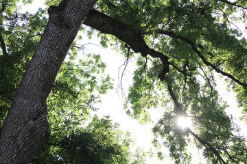 Sun rays through the branches of trees