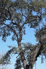 Tree & Branches-Tree Detail 3388-039