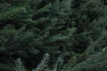 Tree branches. Beautiful green background