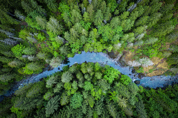 Pine forest and a river from above at Vancouver Island, Canada