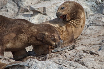 Obraz premium South american sea lions on the rocks, the Beagle Channel, Tierra del Fuego, Argentina 