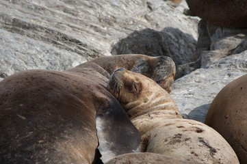 Fototapeta premium Sleeping south american sea lions, the Beagle Channel, Argentina 