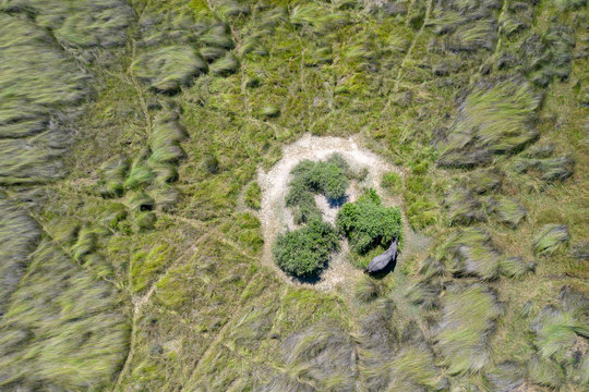 view from the air of an elephant feeding on the leaves of a tree