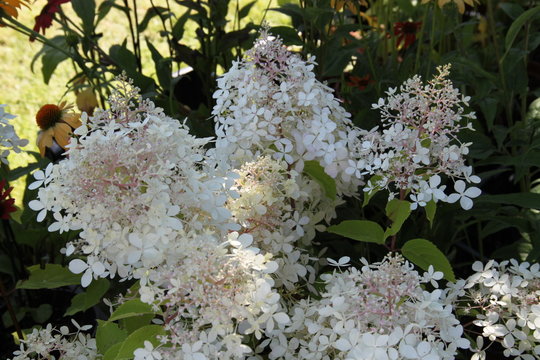 Hortensia Hydrangea paniculata Phantom