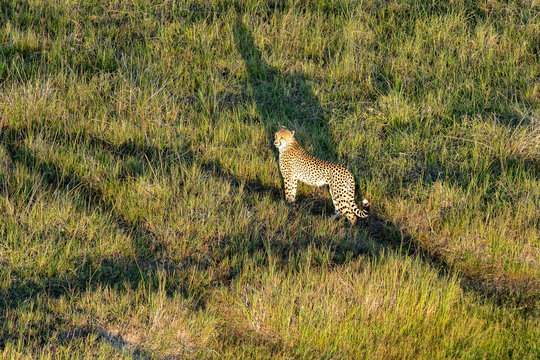 Aerial view of a cheetah walking in the grass, in the morning light