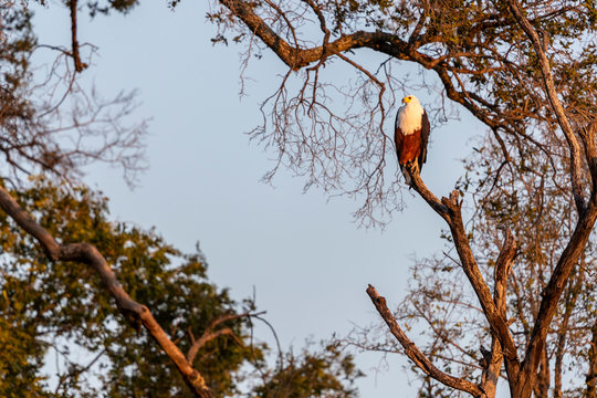 In the morning light, an African fish eagle stands on a branch