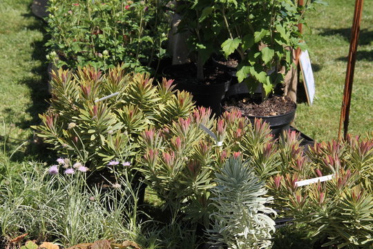 Bourse aux plantes
