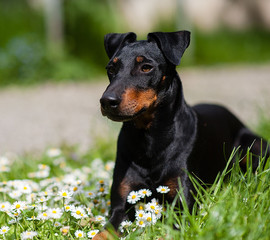 Manchester-Terrier
