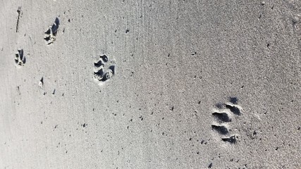 Little Dog Pawprints