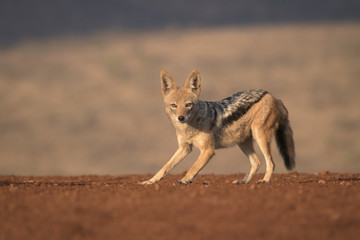 Alert Black-backed Jackal