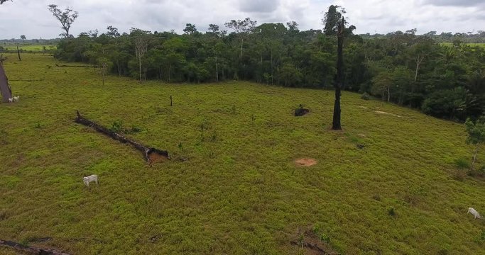Farmland with Burned Dead Trees, Green Grass, and Thin Cows in Pando, Bolivia