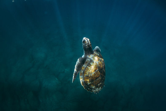 Closeup of sea turtles swimming underwater