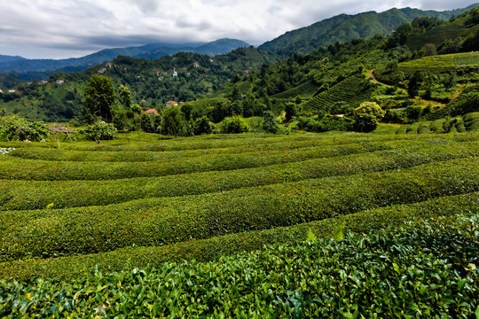 Tea Gardens Of Rize