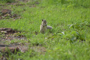 squirrel on grass