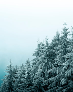 Frozen snowy Trees in Germany