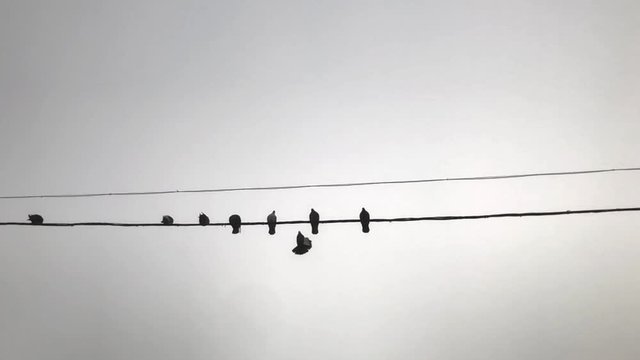 Slow motion of a flock of pigeons sitting on a wire against a light background on a foggy day. Dark birds fly slowly and sit on the wire.
