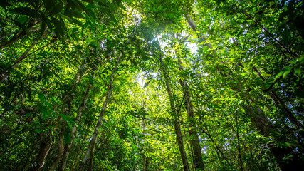 Green forest background with branch of tree in sunny light. Sunlight in forest. Canopy of tall tree woods. Environment concept