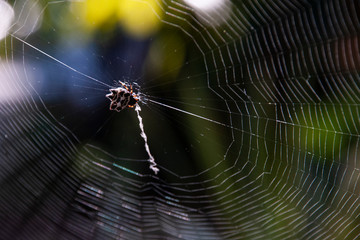 Aranha tecendo teia em jardim