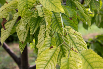 Leaves on a branch of cherry
