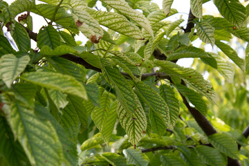 Leaves on a branch of cherry