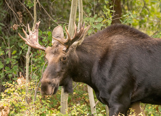 Young Bull Moose in GTNP