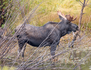 Young Bull Moose in GTNP