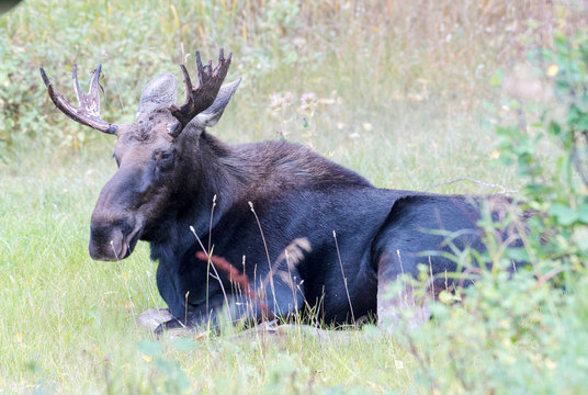 Young Bull Moose in GTNP