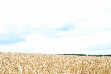 Wheat field on sky background