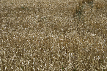 Wheat field on sky background