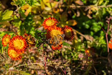 A butterfly Painted lady (Vanessa cardui) sits on a orange flower of the Chrysanthemum. Butterfly closeup. Soft selective focus.