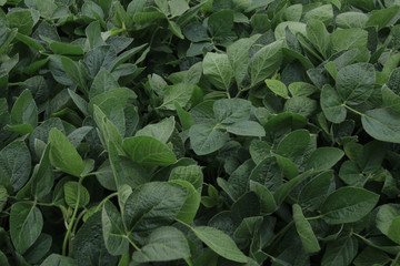 Green soybeans on the field