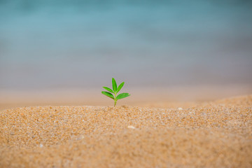 A young tree is growing over sand, on the beach. Growth environment concept. Renewable energy development