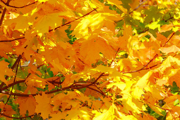 Bright yellow maple leaves on the tree as a background