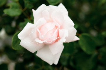 pink rose with water drops