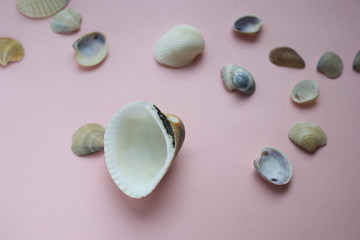 Shells on a pink background