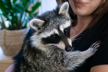 The raccoon in the hands of the girl turned her head to the viewer. He put his foot on the girl's...