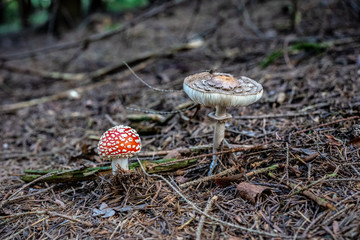 isolated toadstool  and parasol mushroom in the forest