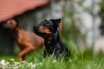 Manchester-Terrier