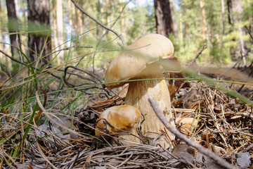 Boletus edulis mushrooms in forest in Russia in Siberia