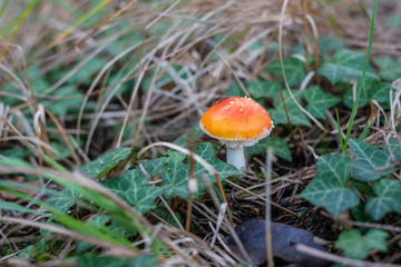 isolated toadstool mushroom in the forest