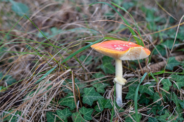 isolated toadstool mushroom in the forest