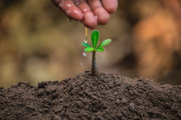 Plant growing on soil and drop of water from hand. For banner 