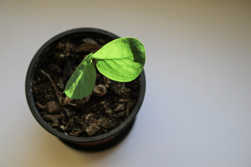Little green plant on the windowsill