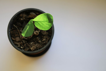 Little green plant on the windowsill