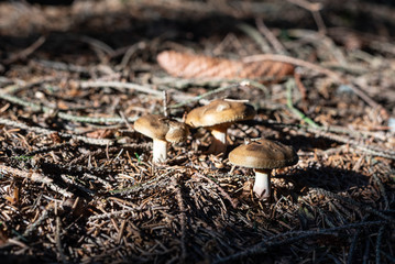isolated mushroom in the forest
