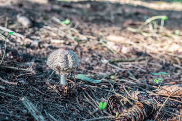 isolated parasol mushroom in the forest